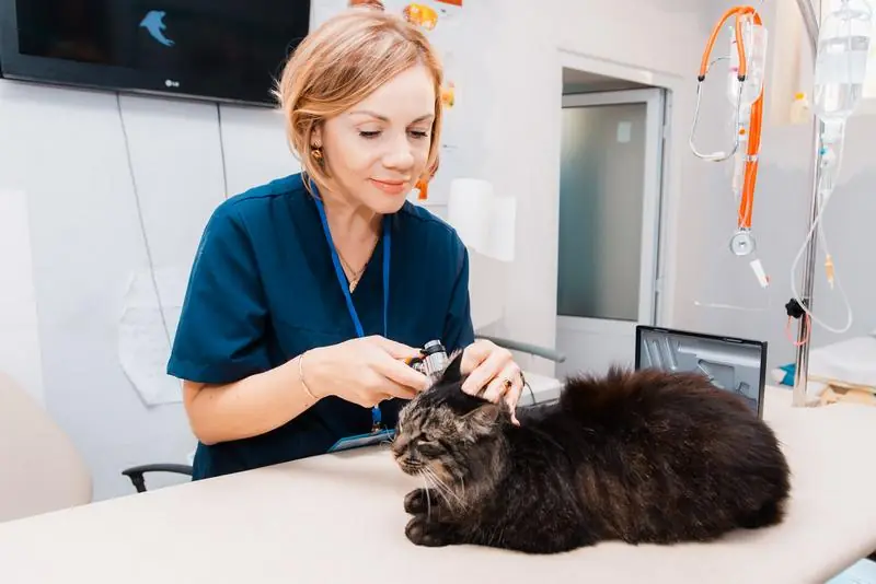 Medic veterinar examinând o pisică pe masa de consultație