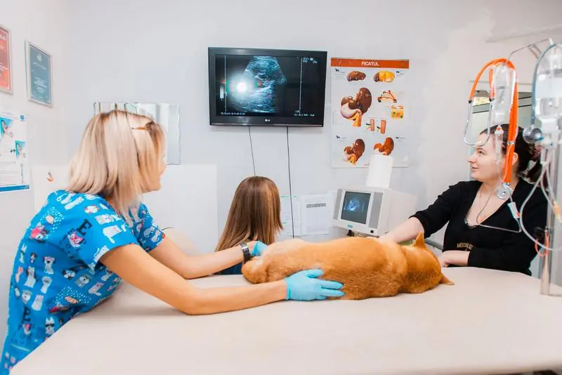 Ecografie la un câine Shiba Inu, în prezența stăpânei