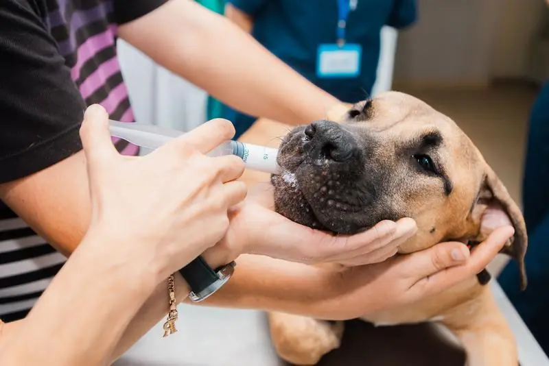 Câine primind un vaccin, ținut cu grijă de stăpân
